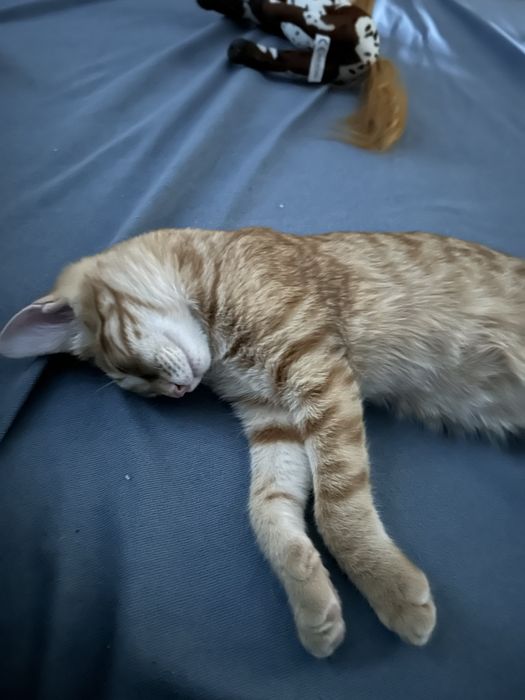 Отдам кота с вещами