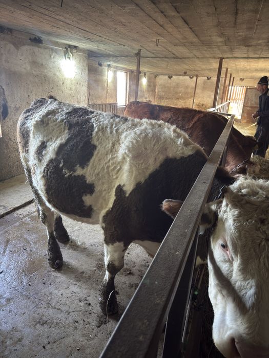 Vaci bălțate românești