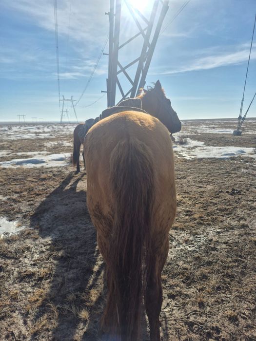 мінгі аттар сатылады