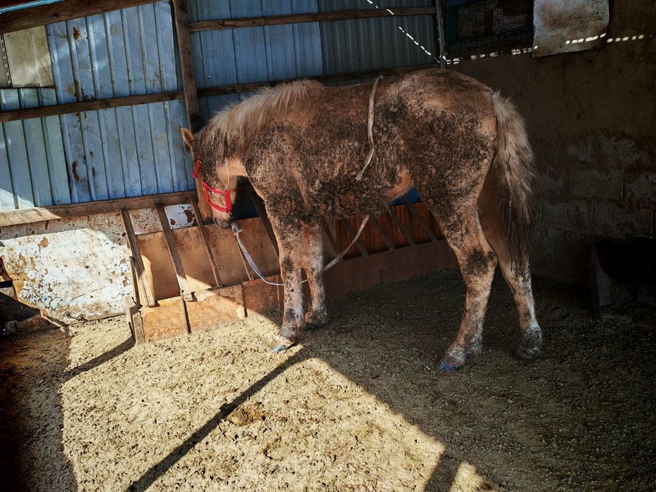 Тай,жылқы,Жабағы,Құнан.Конь, Лошадь,Жеребец