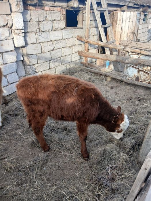 Продается телочки.