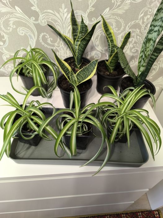 Цветы комнатные по 1000