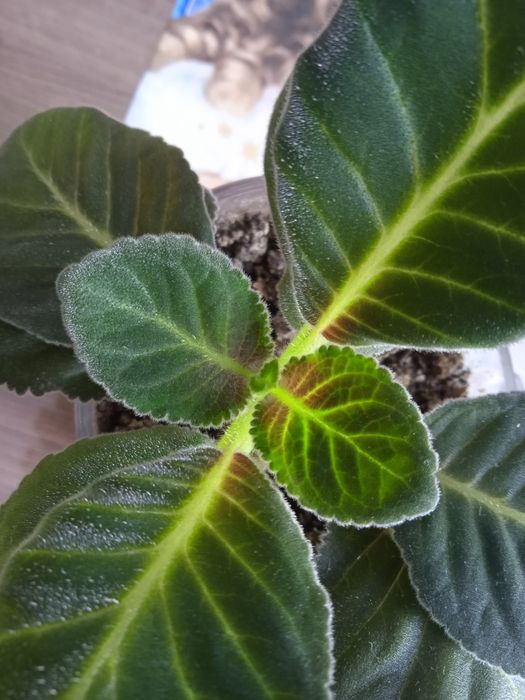 Каланхоэ отдам за 500тенге