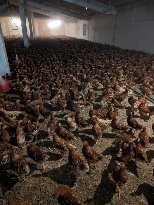 Ferma Cosniciu de Jos vinde puicute ouatoare