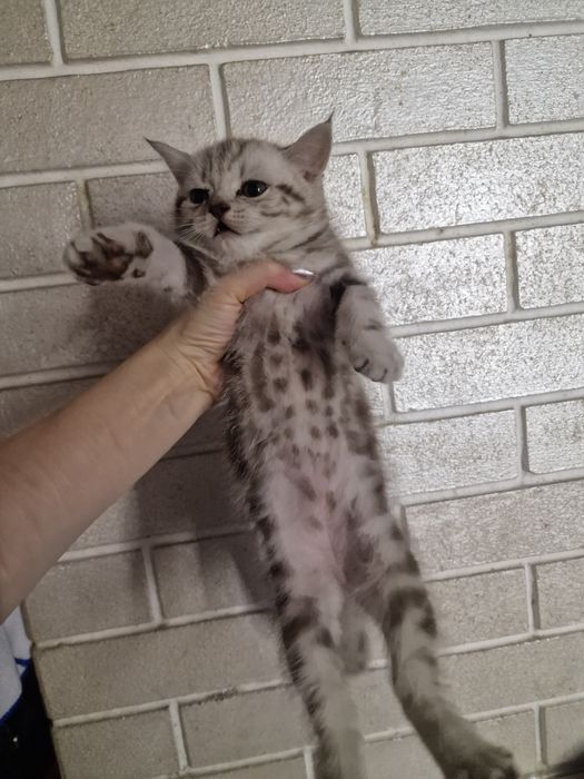 Британский мраморные котенок