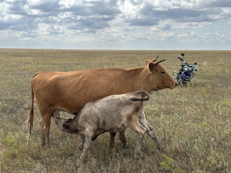 Скот сиыр сиыр сиыр