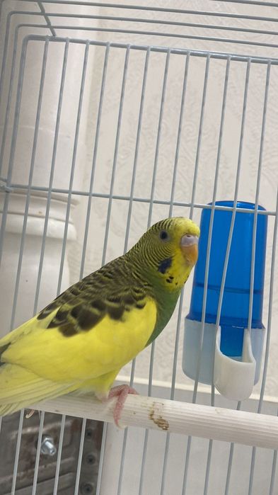 Продам волнистый попугай