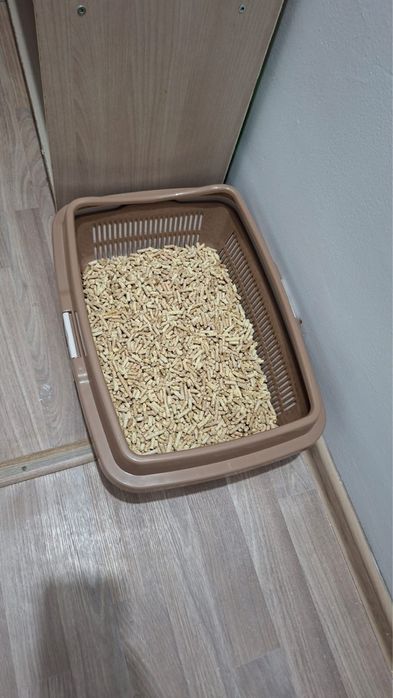 Отдам кота бесплатно
