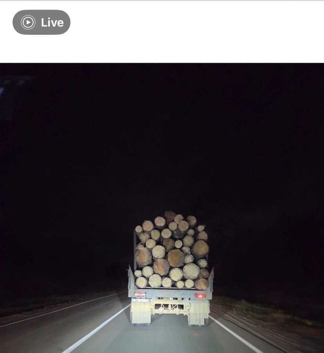 Лес деловой, сосна - кругляк