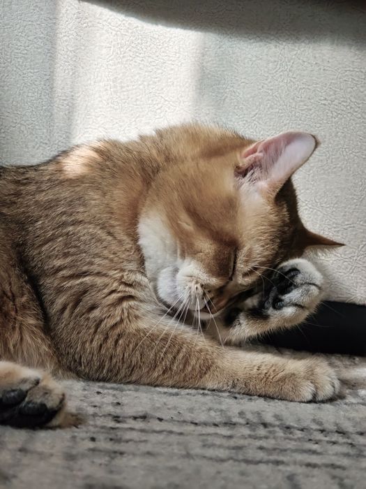 Продам семейку кошек и котят