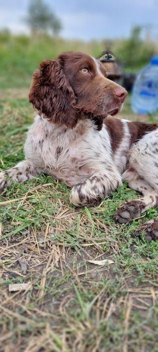 Вязка,случка спаниель