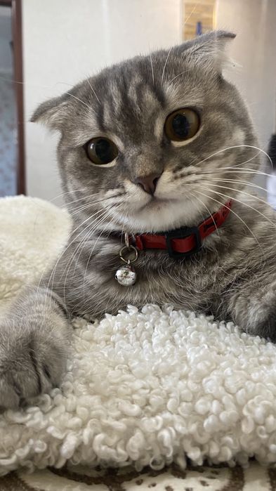 Шотландская вислоухая кошка