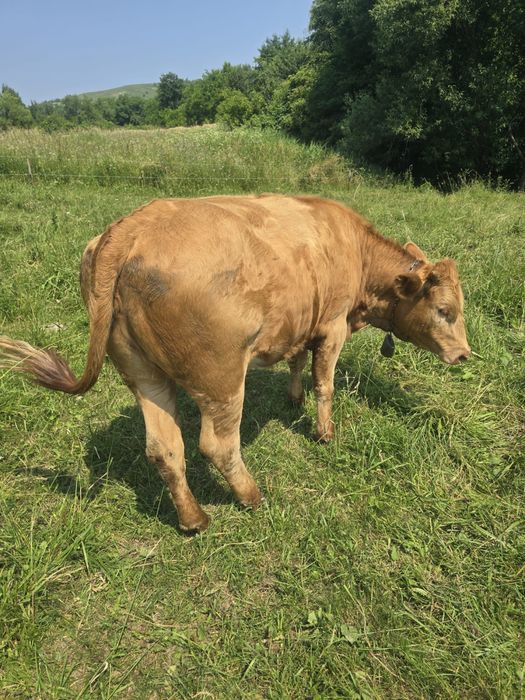 Vând vițele, viței si vacă