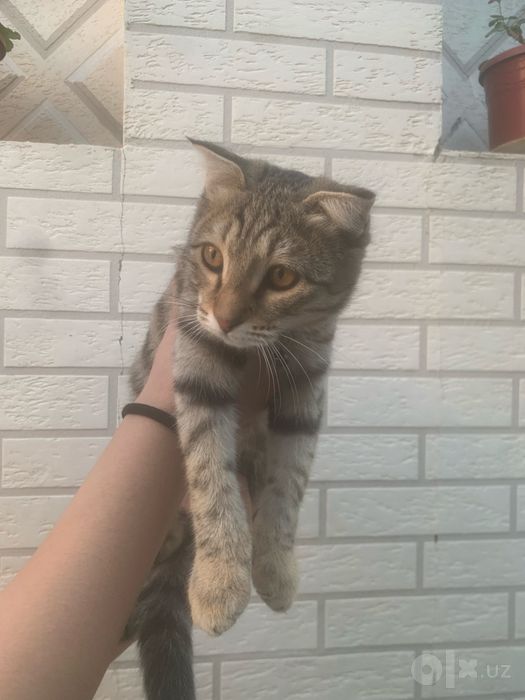 Кошка пародистая