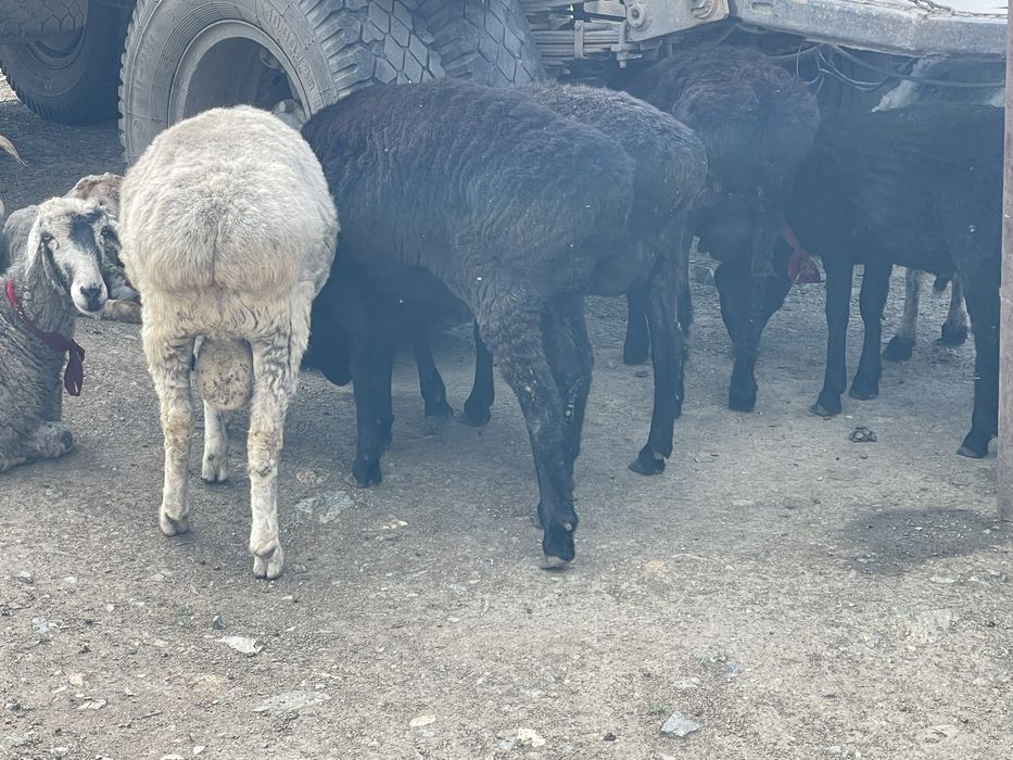 Продам двух кошкаров жирные