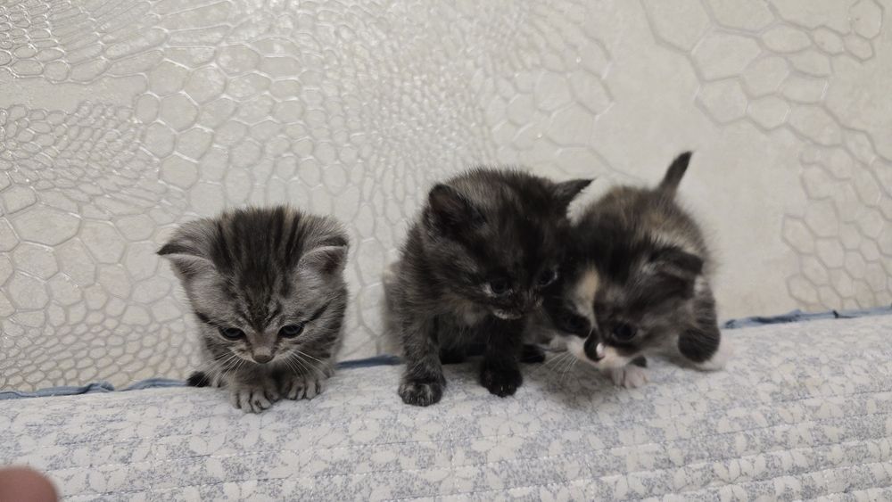 Продам котят, пока только бронь