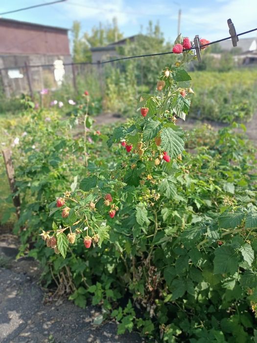 Саженцы крупной малины