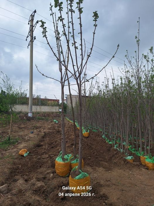 Дарахт ва арча кучатлари