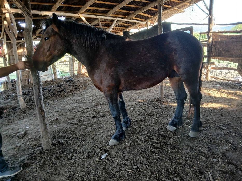 Vand armăsar de 2Ami