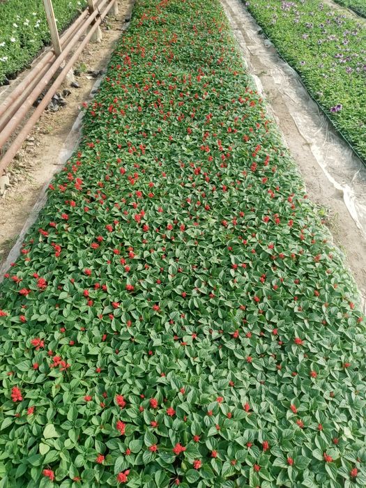 Gul optom ekip ham beramiz