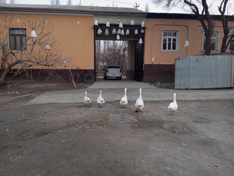 Sayrap turgan Bedanalar  sotiladi qovoqlari bilan Manzil Qoʻqonda