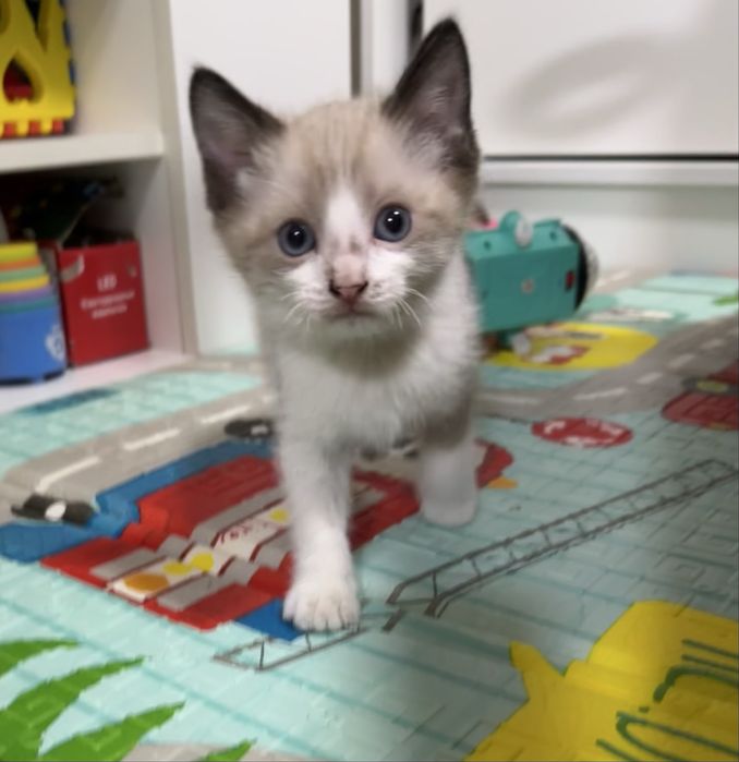 Отдам котенка в добрые руки!