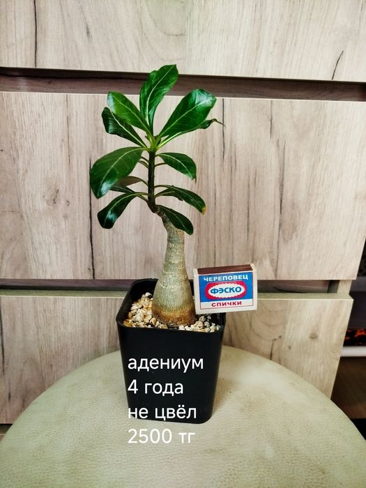 Комнатные  цветы