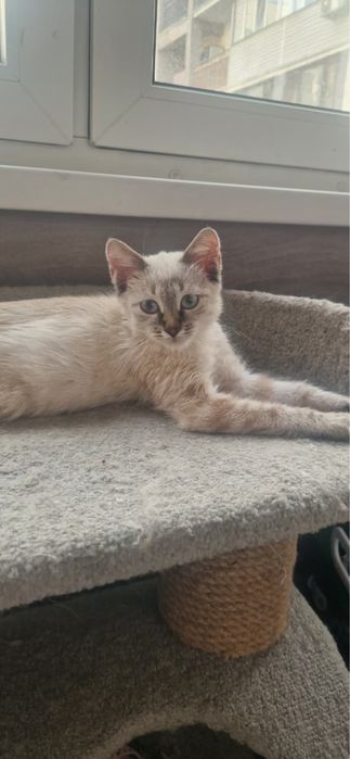 Котенок в поиске дома