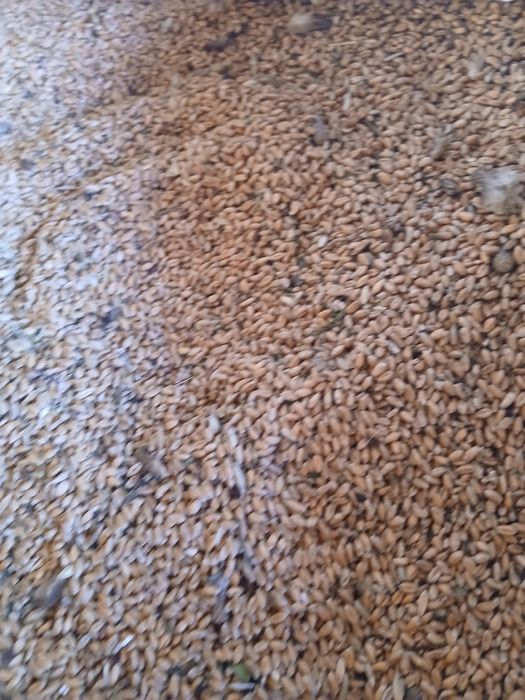 Grăunțe de mămăligă și grâu