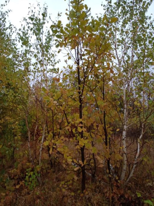 Благоустройство и озеленение