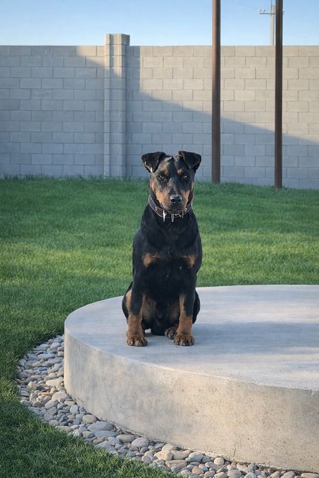 Ягдтерьер сатылымда