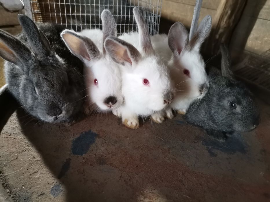 Vând iepuri diferite rase și vârste și preturi