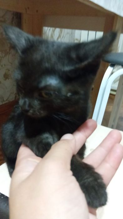 Отдам котят добрые руки