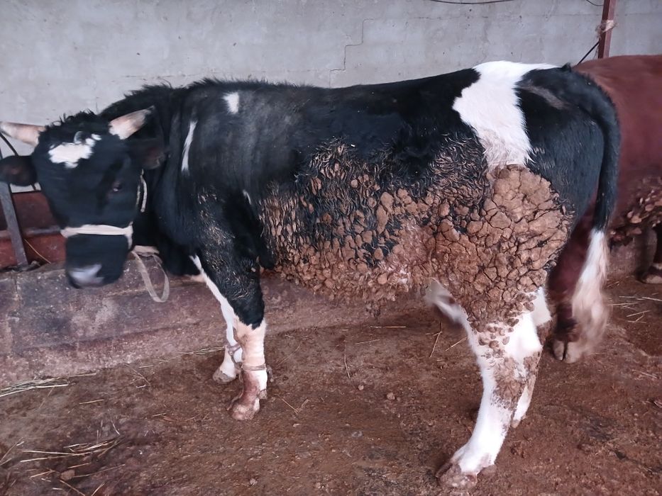 СемізбұхаларСатылады