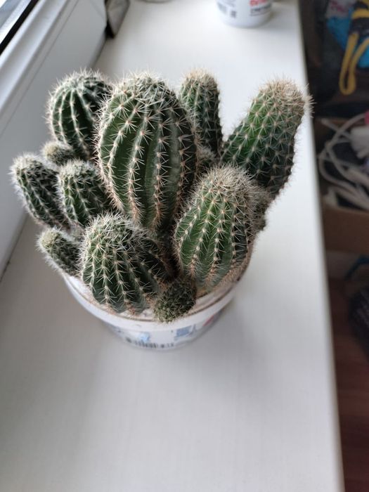 Продам комнатные кактусы