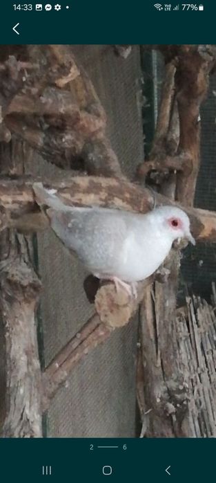 Turturele diamant 20de bucati