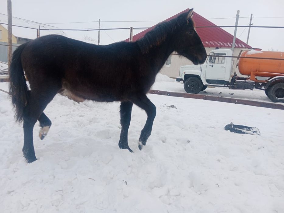 Ұрғашы жабағы сатылады