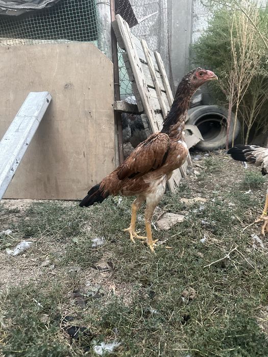 Бойцовый куры Шамо микс