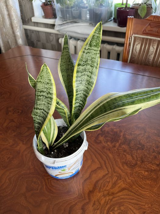 Сансиверии разные Лауренти,