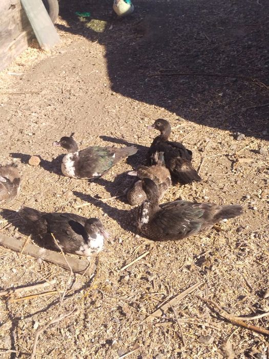 индоутки молодые