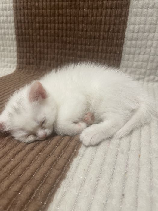 Продам котят шотландские