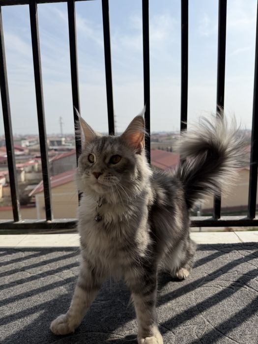 Кошка Мейн-кун продам