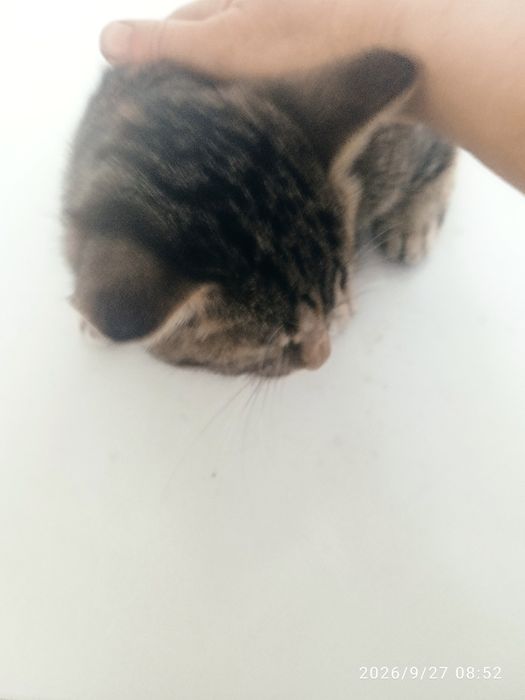 Котенок (кошка) крысолов