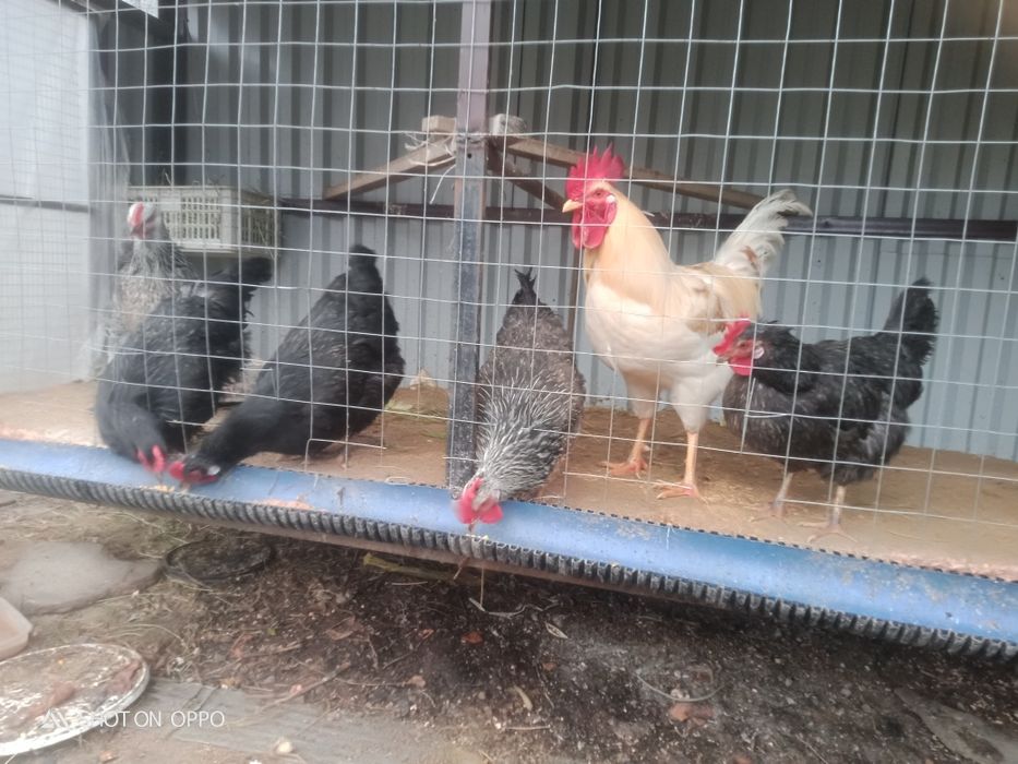 Ақылды Тауықтар сатылады