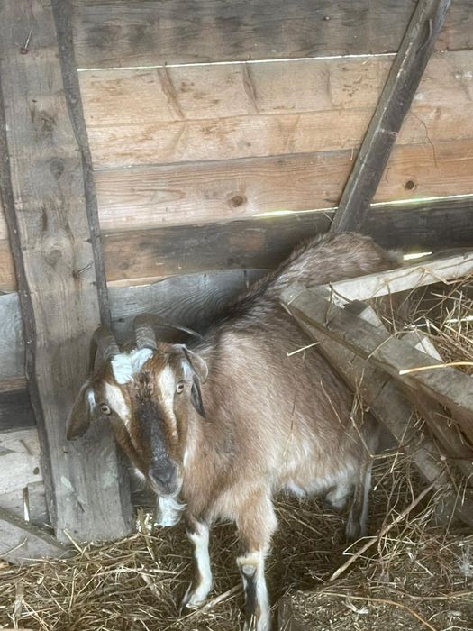 Vand 7 capre de lapte, 2 sunt cu iezii