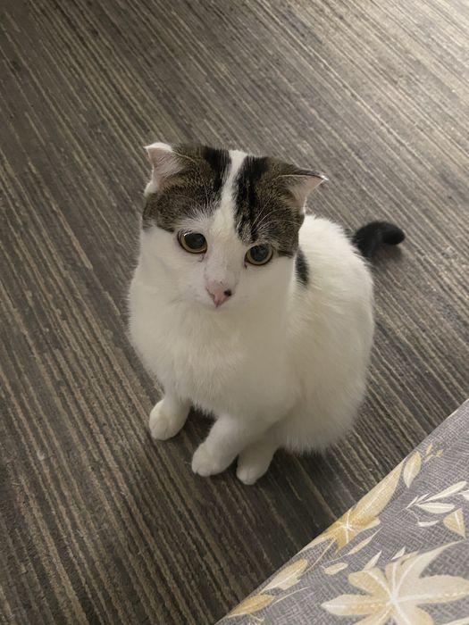 Отдадим в добрые руки