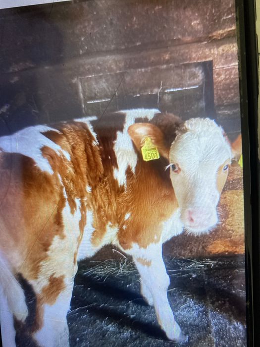 Vaca de vanzare cu vitea