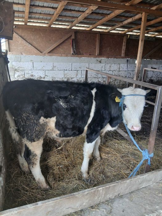 Vand 3 vitei si doua vitele 22de lei kg in viu