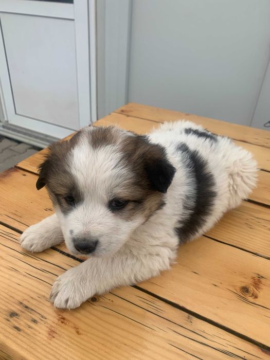 Подарявам кученце София