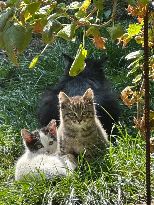 Отдам Котят бесплатно